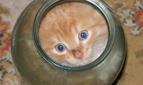 Котенок не мог вылезти из банки: что сделала мама-кошка