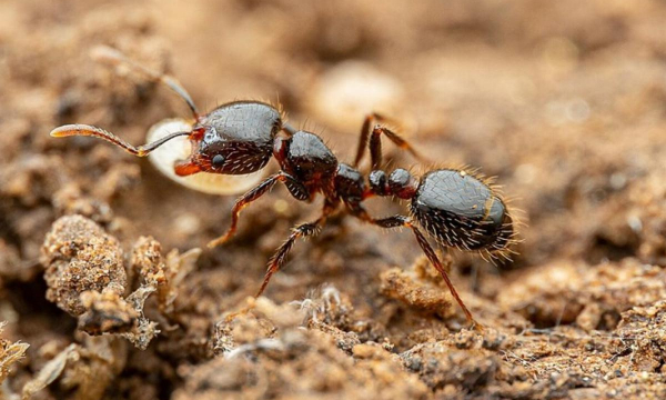 Чем посыпать муравейник, чтобы забыть о насекомых раз и навсегда: помогут сода и черный перец